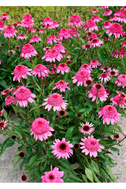 Jeżówka 'Summer Candy' | Echinacea