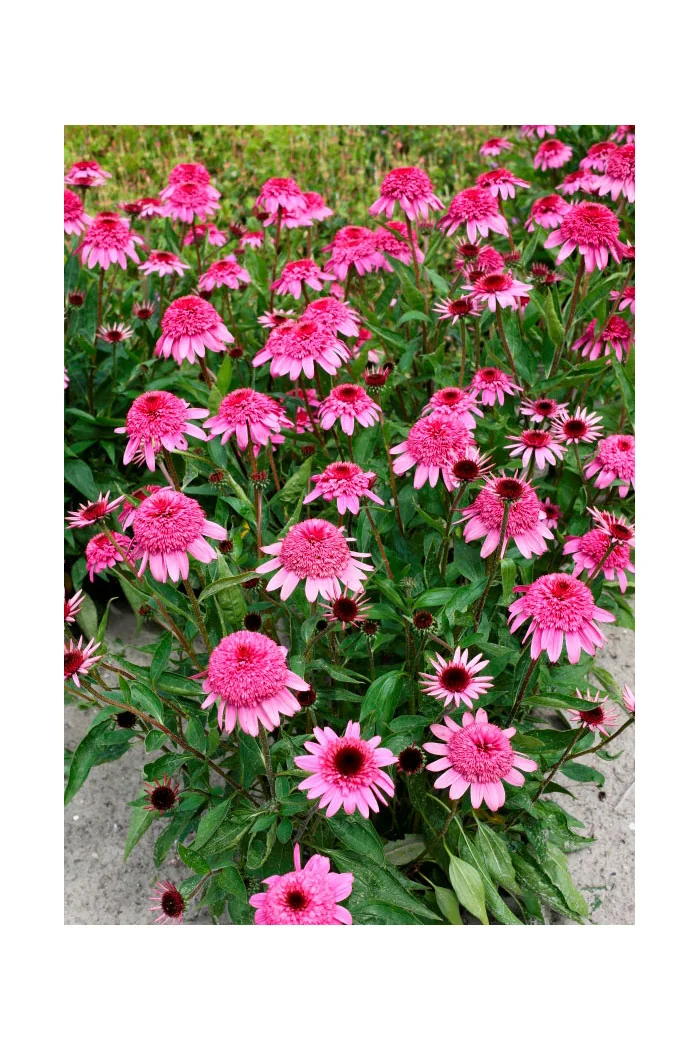 Jeżówka 'Summer Candy' | Echinacea