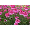 Jeżówka 'Summer Candy' | Echinacea