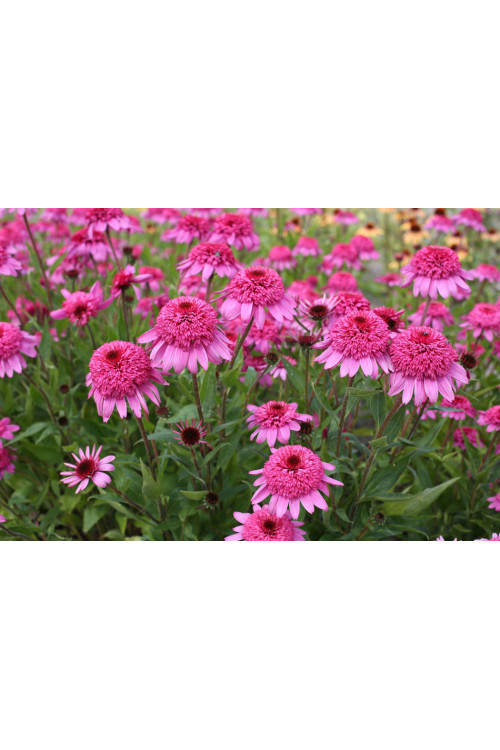 Jeżówka 'Summer Candy' | Echinacea