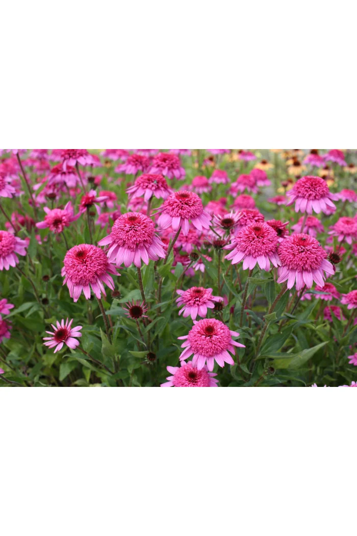 Jeżówka 'Summer Candy' | Echinacea