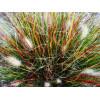 Rozplenica japońska 'Burgundy Bunny' | Pennisetum alopecuroides