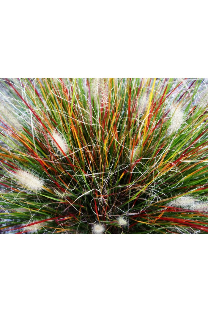 Rozplenica japońska 'Burgundy Bunny' | Pennisetum alopecuroides