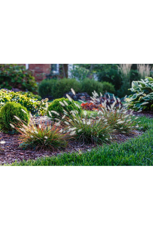 Rozplenica japońska 'Burgundy Bunny' | Pennisetum alopecuroides