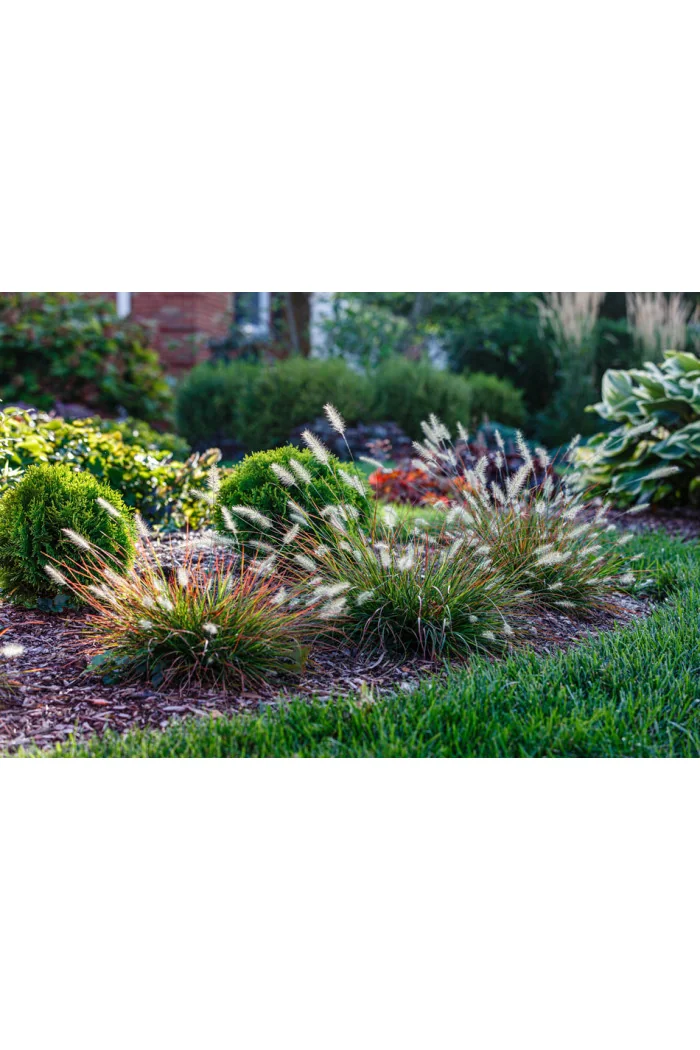 Rozplenica japońska 'Burgundy Bunny' | Pennisetum alopecuroides