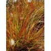 Rozplenica japońska 'Burgundy Bunny' | Pennisetum alopecuroides