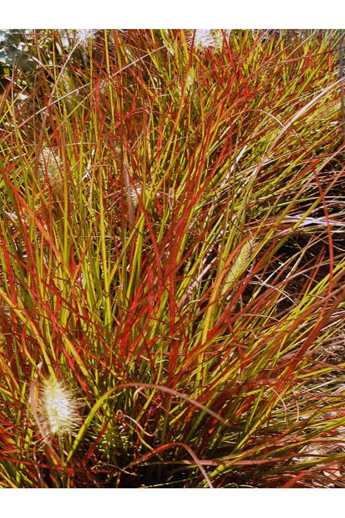 Rozplenica japońska 'Burgundy Bunny' | Pennisetum alopecuroides
