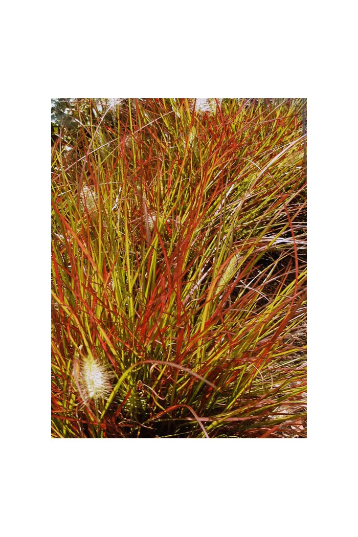Rozplenica japońska 'Burgundy Bunny' | Pennisetum alopecuroides