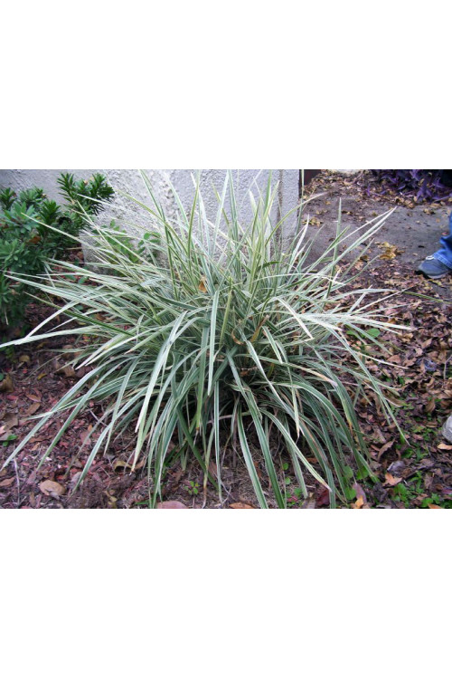 Konwalijnik japoński 'Variegatus' | Ophiopogon japonicus