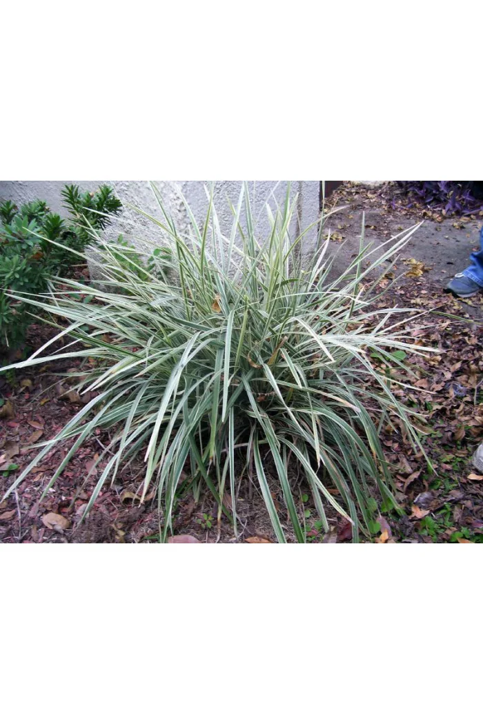 Konwalijnik japoński 'Variegatus' | Ophiopogon japonicus