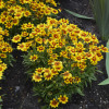 Nachyłek wielkokwiatowy 'UpTick Gold and Bronze' | Coreopsis grandiflora