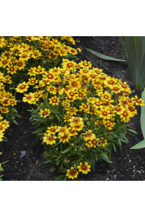 Nachyłek wielkokwiatowy 'UpTick Gold and Bronze' | Coreopsis grandiflora