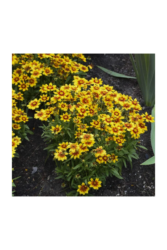 Nachyłek wielkokwiatowy 'UpTick Gold and Bronze' | Coreopsis grandiflora