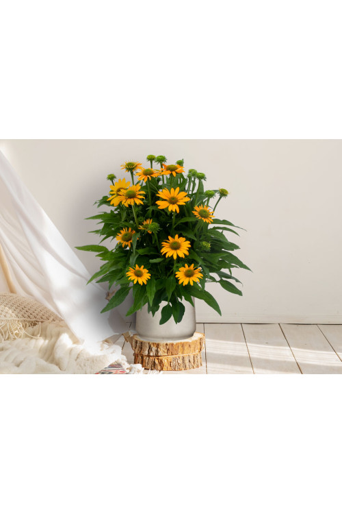 Jeżówka 'Lakota Yellow' | Echinacea