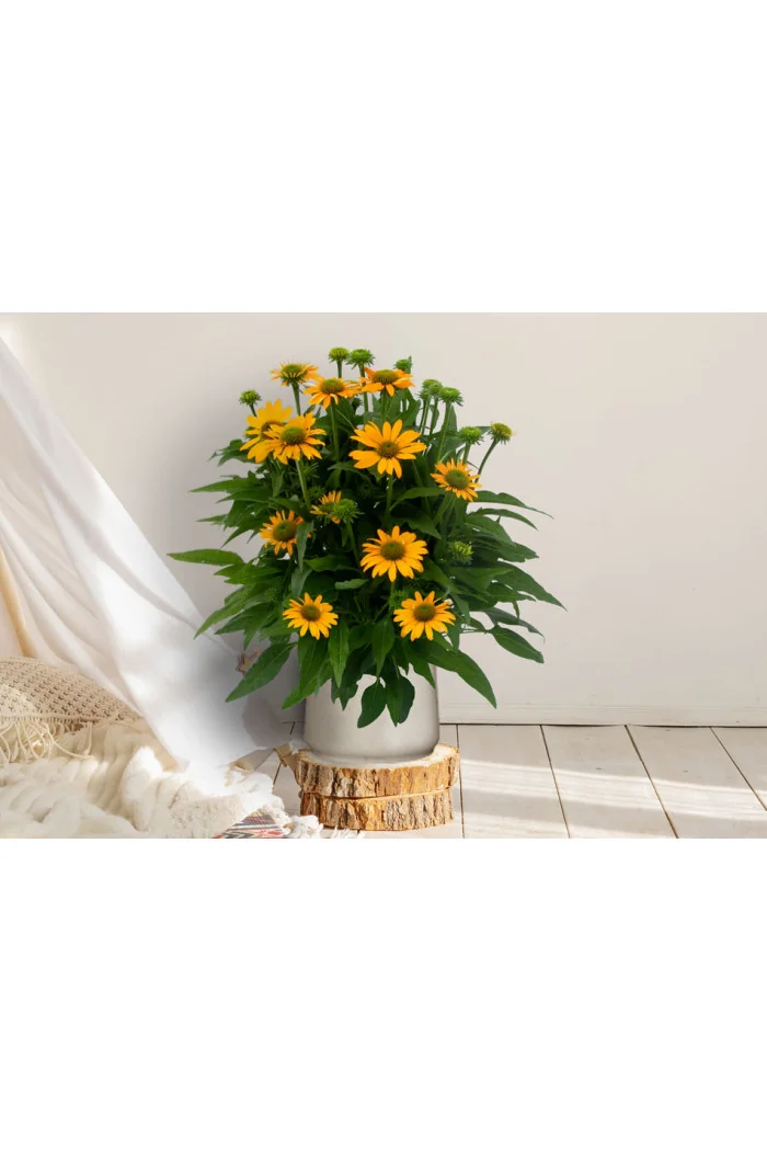 Jeżówka 'Lakota Yellow' | Echinacea