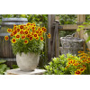 Nachyłek wielkokwiatowy 'UpTick Gold and Bronze' | Coreopsis grandiflora