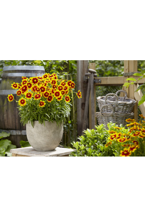 Nachyłek wielkokwiatowy 'UpTick Gold and Bronze' | Coreopsis grandiflora