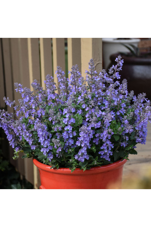 Kocimiętka Faassena ' Picture Purrfect' | Nepeta faassenii