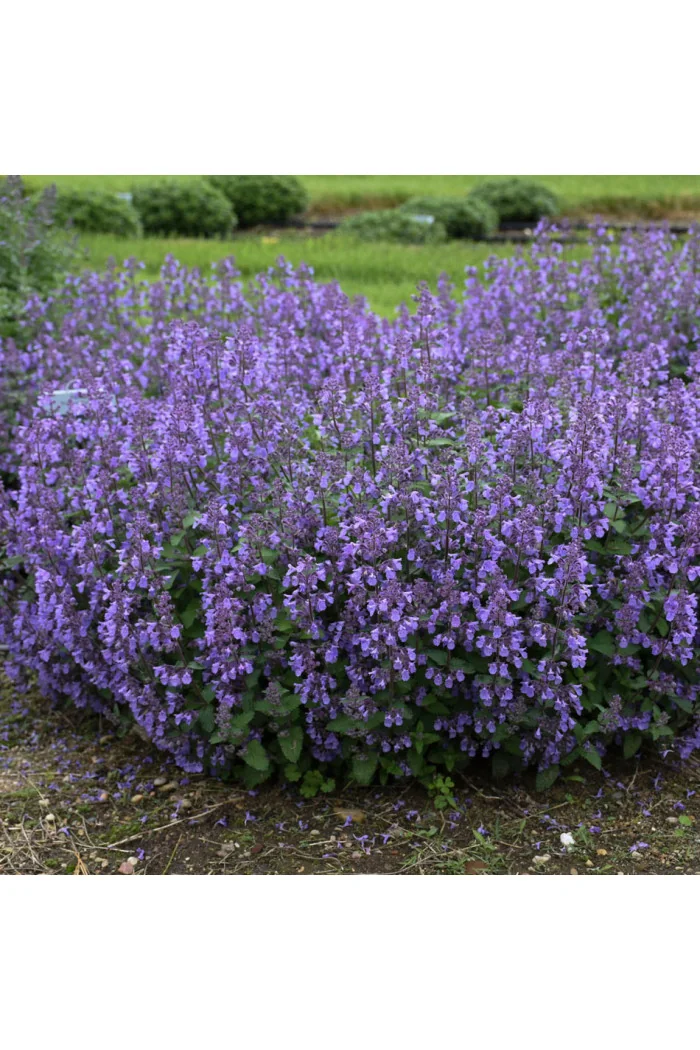 Kocimiętka Faassena ' Picture Purrfect' | Nepeta faassenii