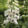 Naparstnica 'Dalmatian White' | Digitalis