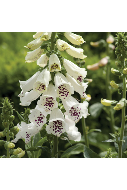 Naparstnica 'Dalmatian White' | Digitalis