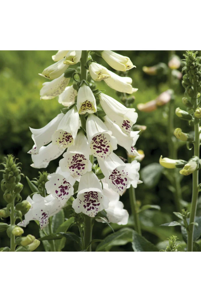 Naparstnica 'Dalmatian White' | Digitalis