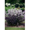 Penstemon 'Onyx and Pearls' | Penstemon digitalis