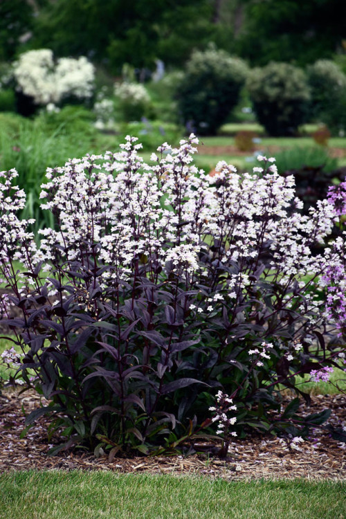 Penstemon 'Onyx and Pearls' | Penstemon digitalis