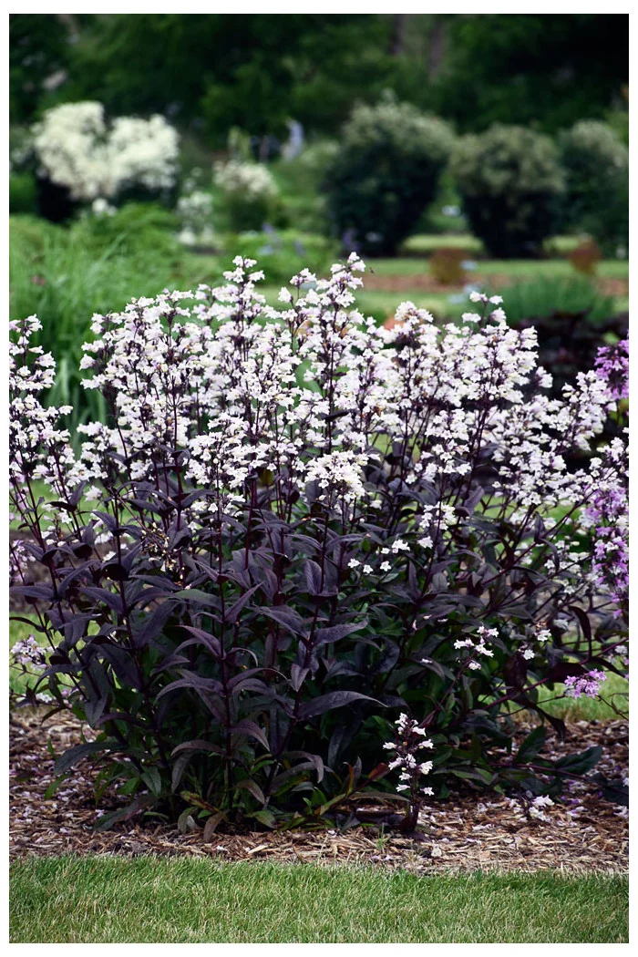 Penstemon 'Onyx and Pearls' | Penstemon digitalis
