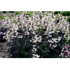 Penstemon 'Onyx and Pearls' | Penstemon digitalis