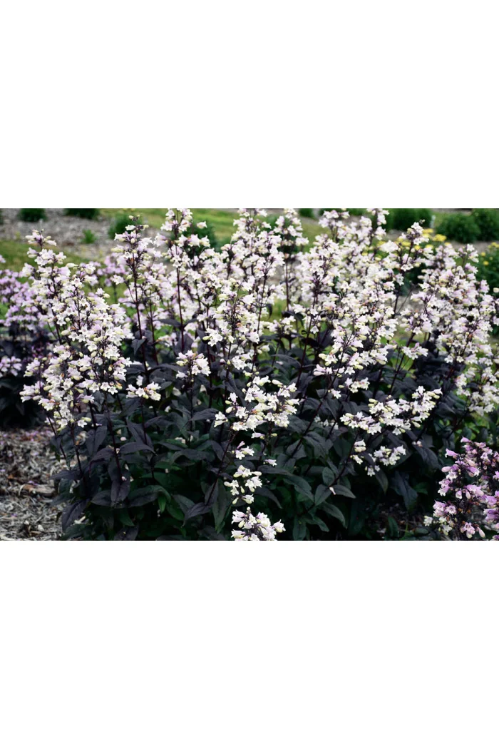 Penstemon 'Onyx and Pearls' | Penstemon digitalis