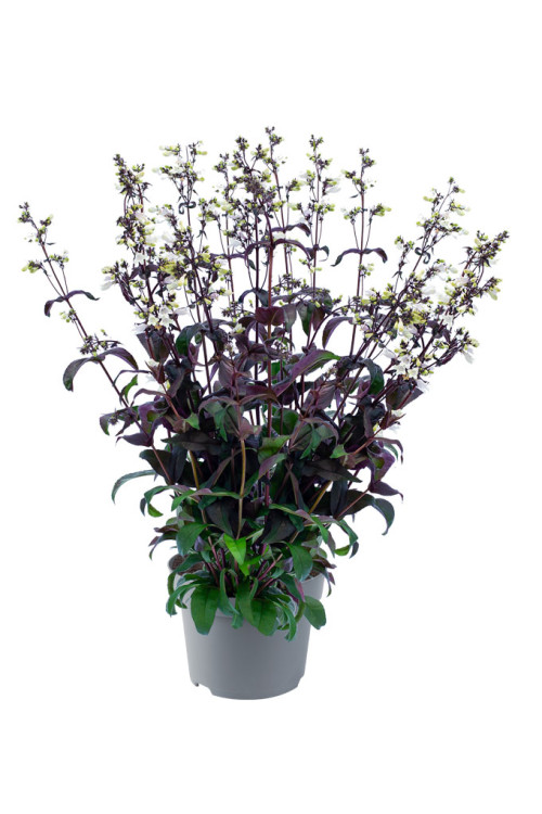 Penstemon 'Onyx and Pearls' | Penstemon digitalis
