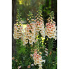 Naparstnica 'Dalmatian White' | Digitalis