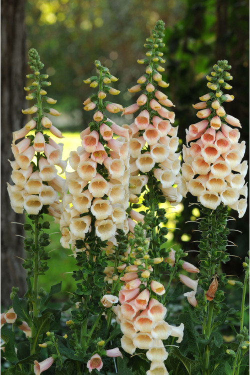 Naparstnica 'Dalmatian White' | Digitalis
