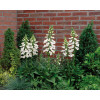 Naparstnica 'Dalmatian White' | Digitalis
