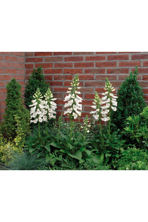 Naparstnica 'Dalmatian White' | Digitalis