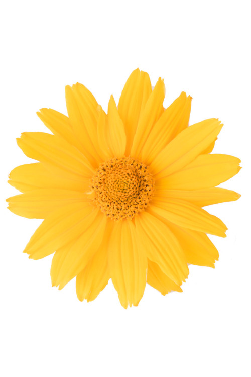 Słoneczniczek szorstki 'Solar Flare' | Heliopsis helianthoides