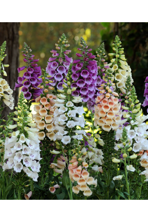 Naparstnica 'Dalmatian Peach' | Digitalis