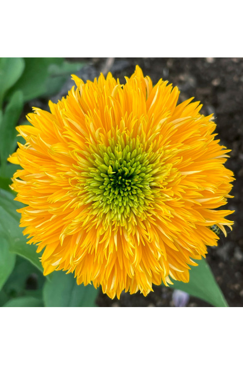 Jeżówka 'Delightful Sol' | Echinacea