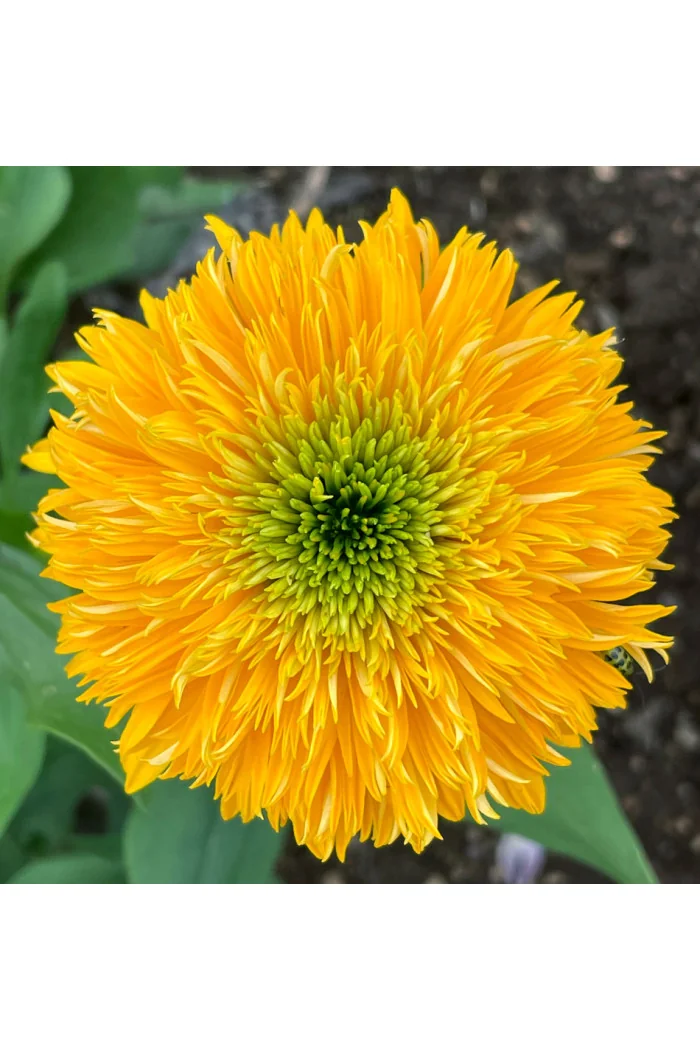 Jeżówka 'Delightful Sol' | Echinacea