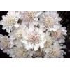 Driakiew gołębia 'Kudo White' | Scabiosa columbaria