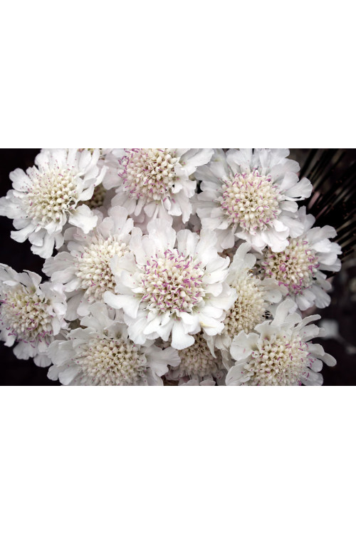 Driakiew gołębia 'Kudo White' | Scabiosa columbaria