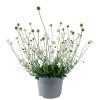 Driakiew gołębia 'Kudo White' | Scabiosa columbaria