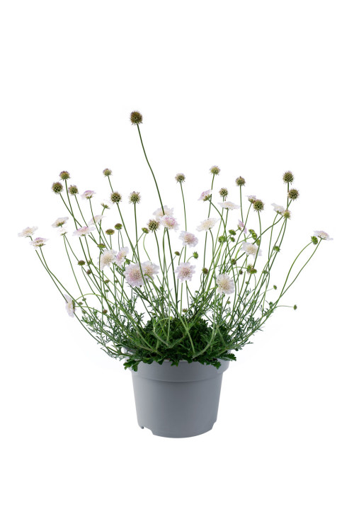 Driakiew gołębia 'Kudo White' | Scabiosa columbaria