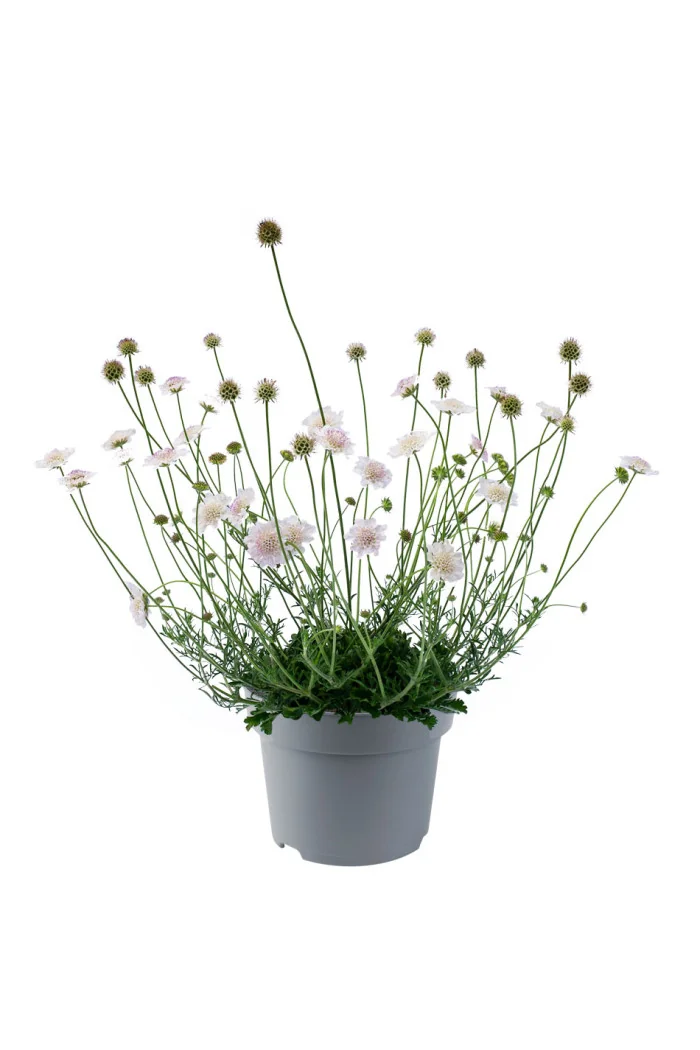 Driakiew gołębia 'Kudo White' | Scabiosa columbaria