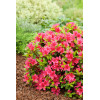 Azalia japońska 'Kazuko'| Azalea japonica