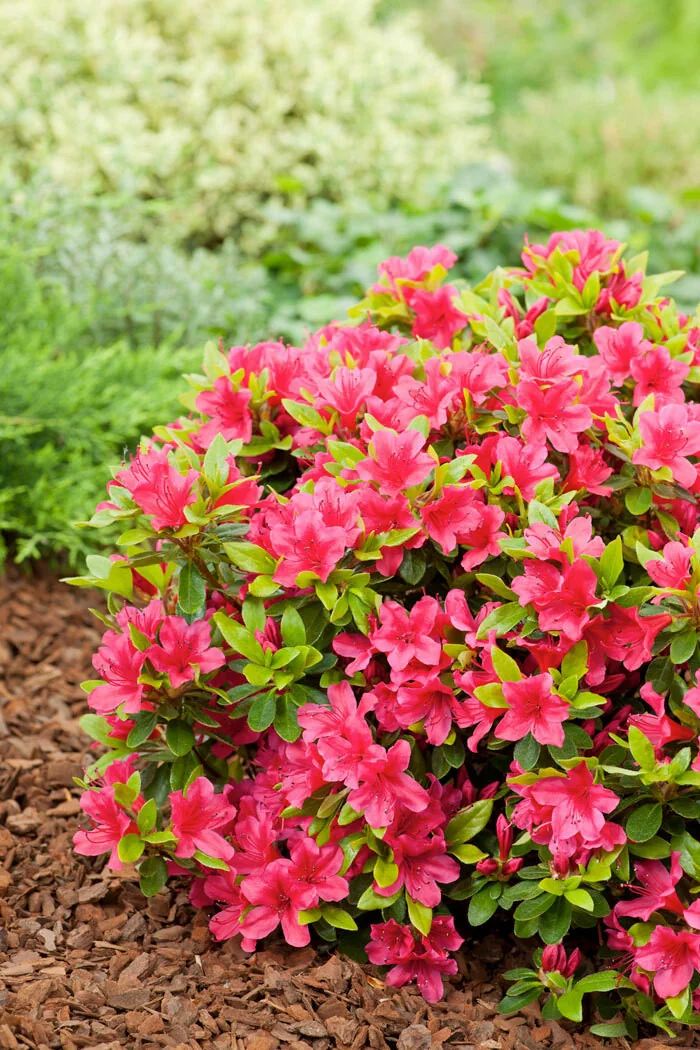 Azalia japońska 'Kazuko'| Azalea japonica