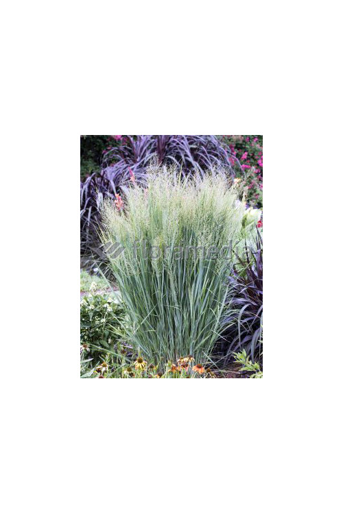 Proso rózgowate 'Northwind' | Panicum virgatum