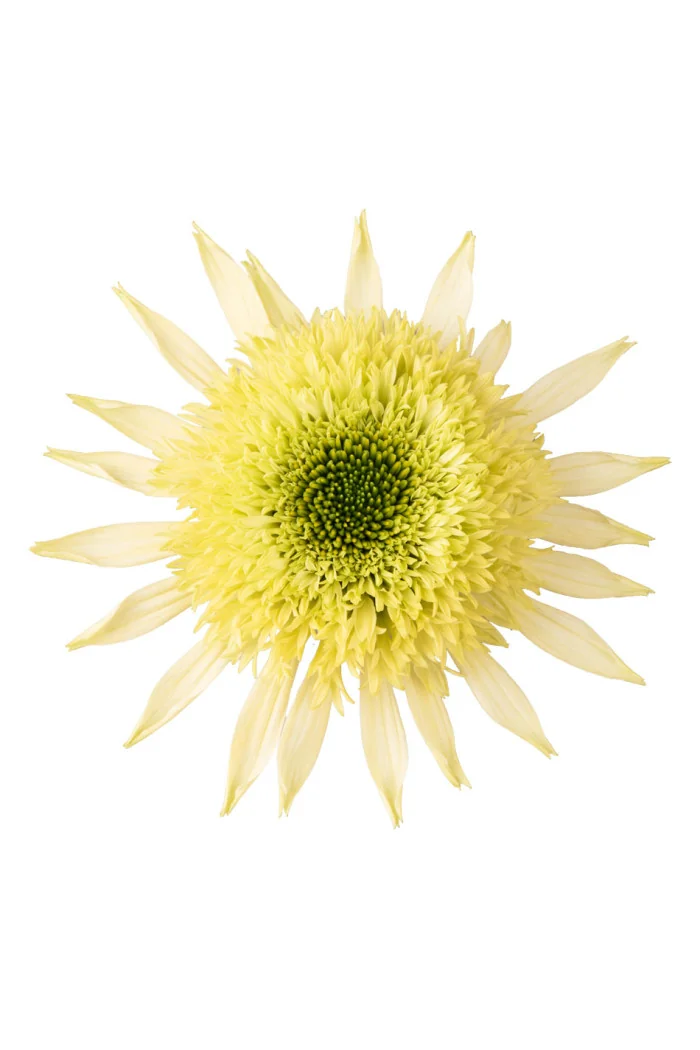 Jeżówka 'Sombrero Double Lime' | Echinacea