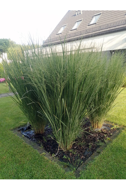 Proso rózgowate 'Northwind' | Panicum virgatum